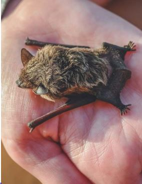 Going batty to preserve endangered species